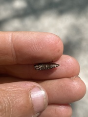 Chrysobothris dentipes