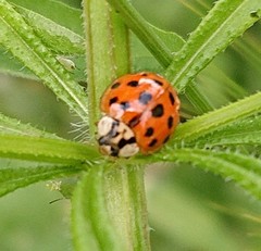 Harmonia axyridis