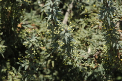 Berberis nevinii