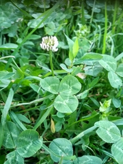 Trifolium repens
