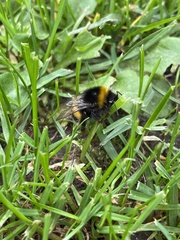 Bombus