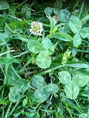 Trifolium repens