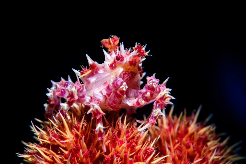 Spider Crabs and Decorator Crabs