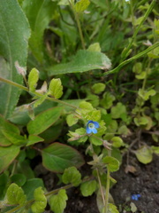 Veronica opaca