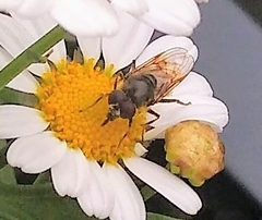 Cheilosia