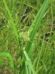 Scirpus atrovirens