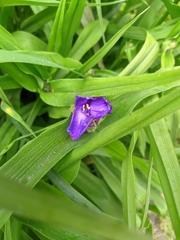 Tradescantia × andersoniana