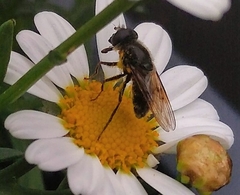 Cheilosia