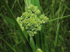 Scirpus atrovirens