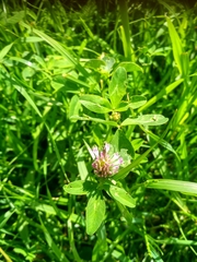 Trifolium pratense