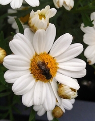 Cheilosia