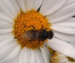 Cheilosia