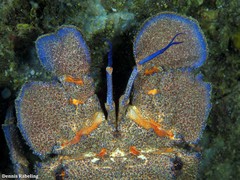 Scyllarides latus