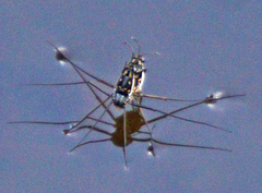 Trepobates subnitidus