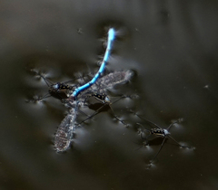 Trepobates subnitidus