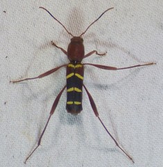 Neoclytus acuminatus