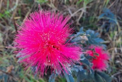 Calliandra dysantha