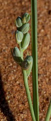 Albuca seineri