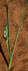 Albuca seineri