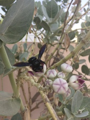 Xylocopa sulcatipes