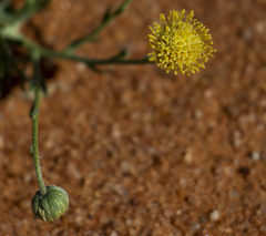 Nolletia chrysocomoides