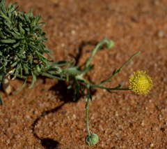 Nolletia chrysocomoides