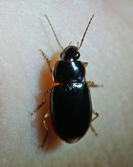 Notiobia