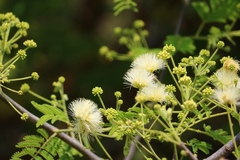 Albizia amara