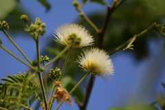 Albizia amara