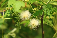 Albizia amara