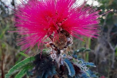 Calliandra dysantha