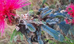 Calliandra dysantha
