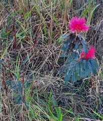 Calliandra dysantha