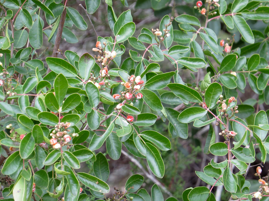 evergreen sumac (Treasure Hunt at Commons Ford April 16 2016