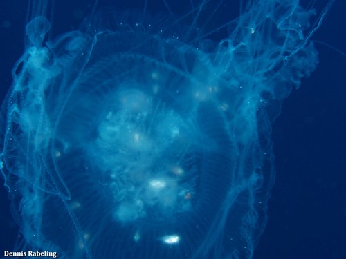 photo of Egg-yolk Jelly (Phacellophora camtschatica)