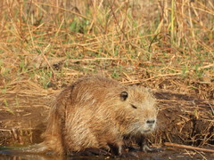 Myocastor coypus