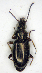 Bembidion properans