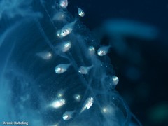 Pseudocaranx dentex