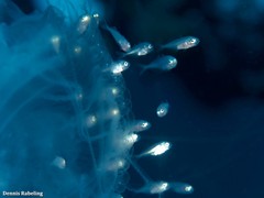 Pseudocaranx dentex