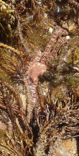 Ophionereis schayeri