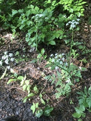 Chaerophyllum hirsutum