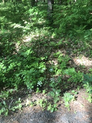 Chaerophyllum hirsutum