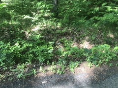 Chaerophyllum hirsutum