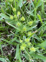 Cyperus croceus
