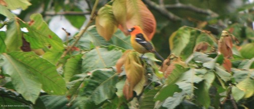 Piranga leucoptera