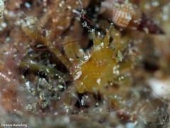 Acanthonyx lunulatus