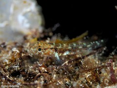 Gobius gasteveni