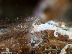 Spirobranchus lamarcki