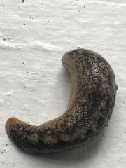 Gastrodontidae