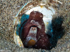 Amphioctopus burryi